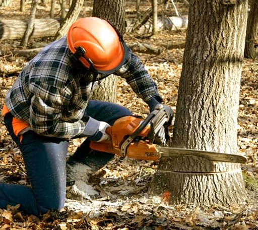 Tree Removal in Easley, SC